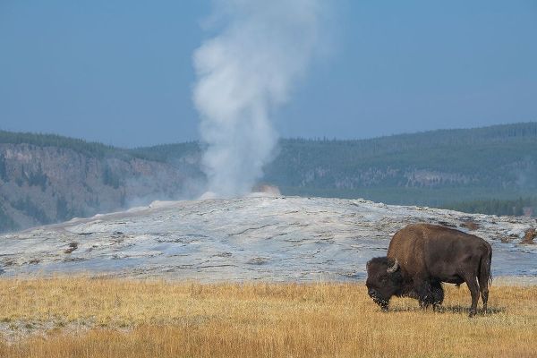 Hopkins, Cindy Miller 아티스트의 USA-Wyoming-Yellowstone National Park-Upper Geyser Basin-Lone male American bison-aka buffalo-in fr작품입니다.